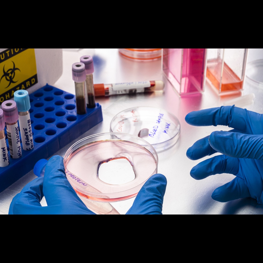 MPH Agar (Milk Protein Hydrolysate Agar)